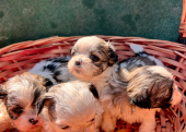 Shih Tzu yavruları